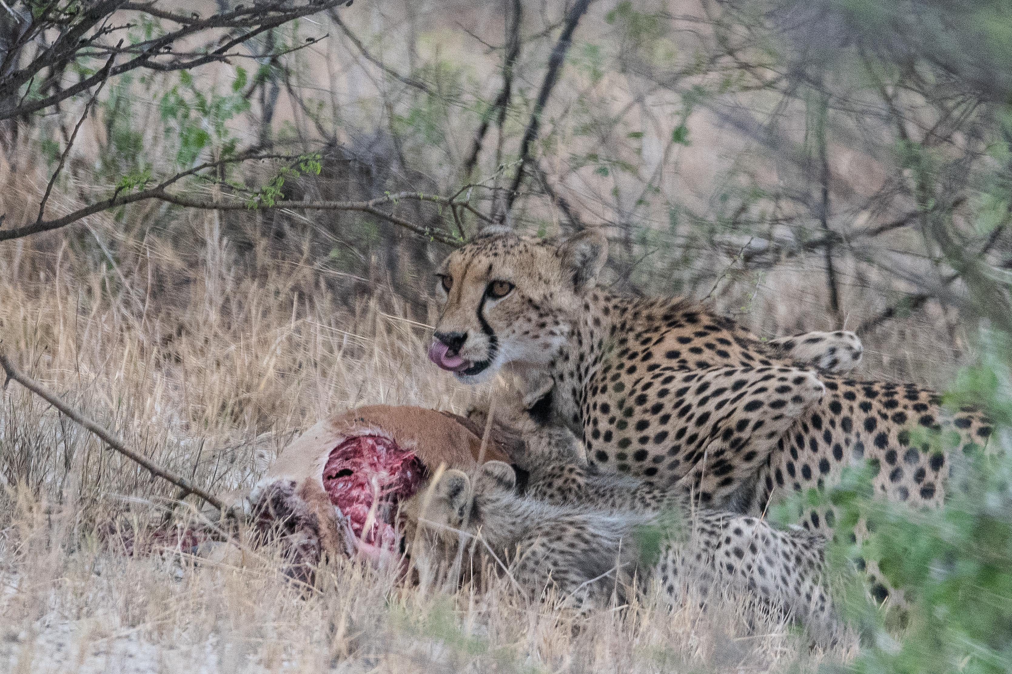 Guépards (Cheetah, Acynonis jubatus), mére et juvéniles consommant un impala, Onguma Nature Reserve, Namibie.